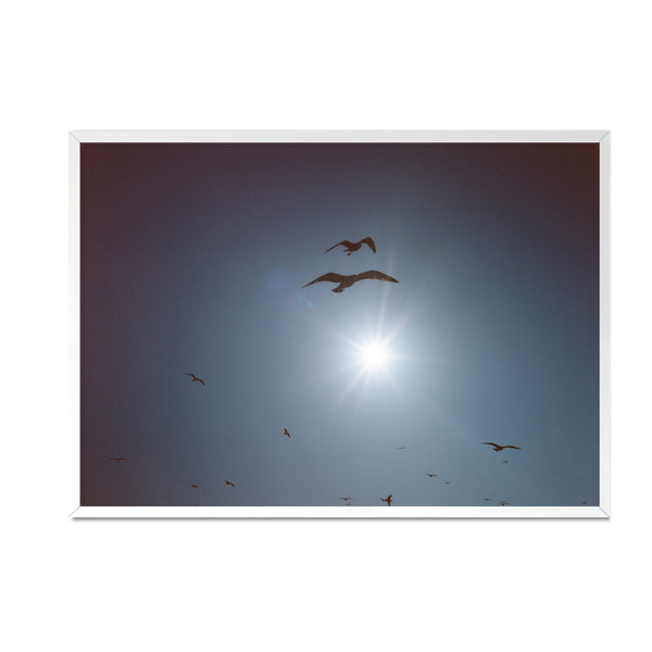 luka: Seagulls in the sky
